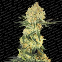Paradise Seeds - Auto Wappa Autofiorente 3