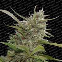Paradise Seeds - Auto Whiteberry Autofiorente 3