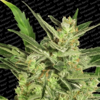 Paradise Seeds - Automaria II Autofiorente 3