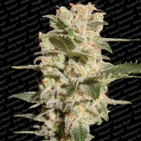 Paradise Seeds - Belladonna 3