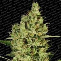Paradise Seeds - Delahaze 3