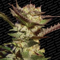 Paradise Seeds - Durga Mata  3