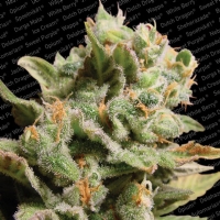 Paradise Seeds - Dutch Dragon 3