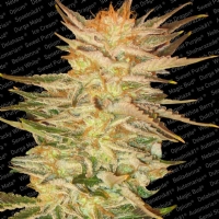 Paradise Seeds - Ice Cream 3