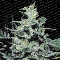 Paradise Seeds - Nebula 3