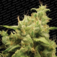 Paradise Seeds - Opium 3