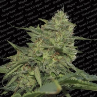 Paradise Seeds - Original Cheese (IBL) 3