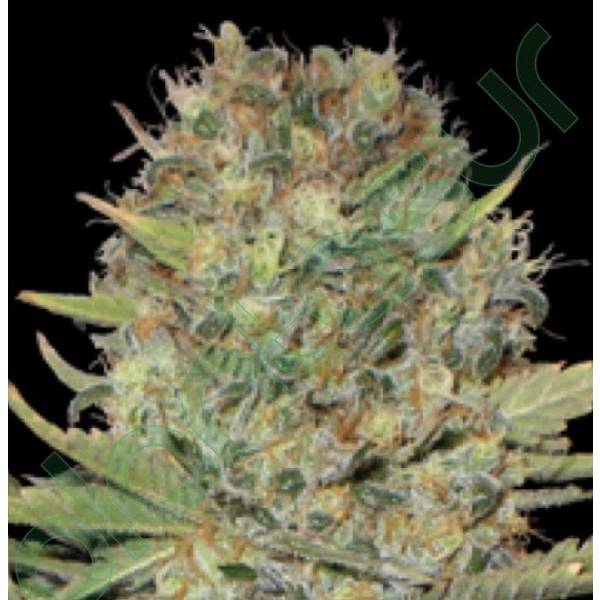 Auto Doble Gum by Professional Seeds - Automatica
