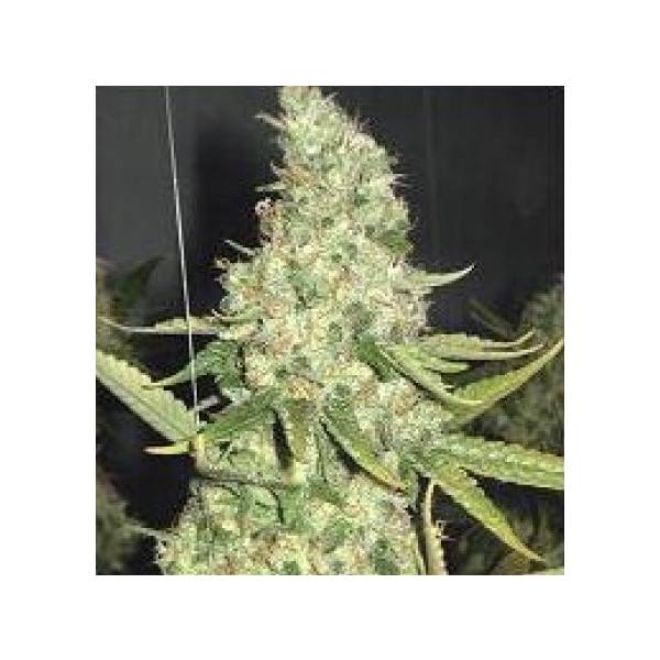 Pure Power Plant by Professional Seeds - Femminizzata