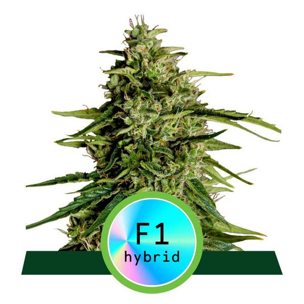 Royal Queen Seeds - Milky Way F1 - Fast Version