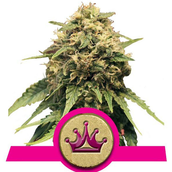 Cosa sono I semi di cannabis femminizzati? - Royal Queen Seeds