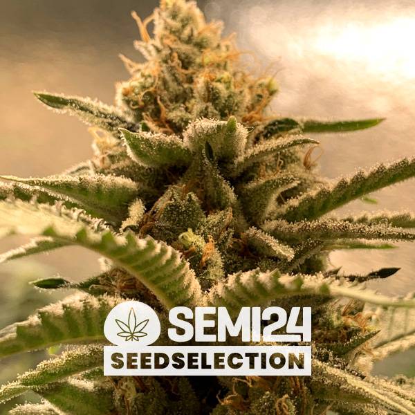 Semi24 Seedselection - Banana x Gorilla - 3+1 Fem 