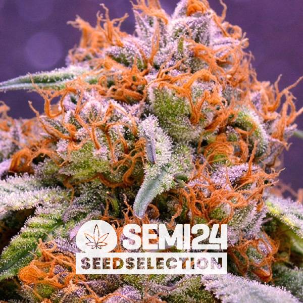 Semi24 Seedselection - Gran Daddy Purple - 3+1 Fem 