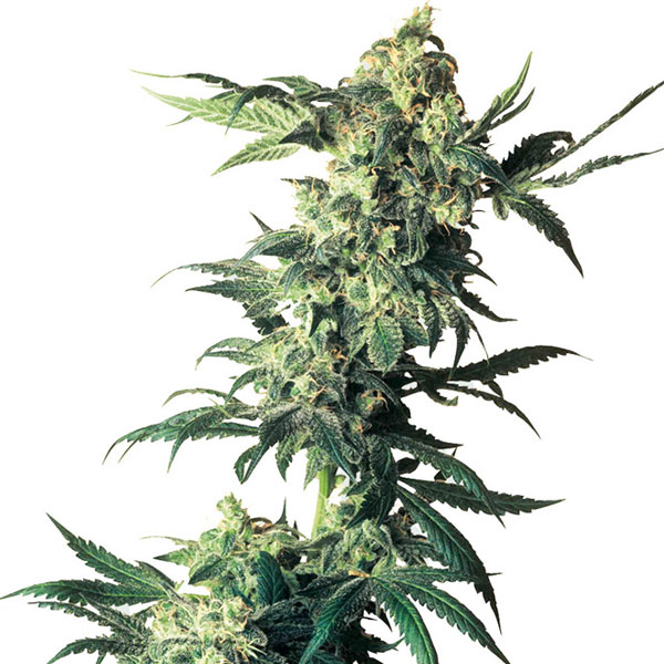 Purple Bud Semi Autofiorenti della White Label – Sensi Seeds