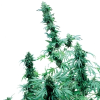 Early Skunk Femminizzati Sensi Seeds - 3 Semi