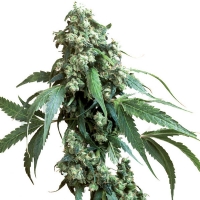 Jack Flash #5 Femminizzati Sensi Seeds - 3 Semi