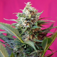 Sweet Seeds Auto Big Devil XL  PROMO PACK 3+1