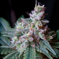 Sweet Seeds Cream Caramel Fast Version PROMO PACK 3+1