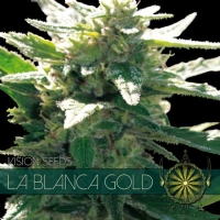 Vision Seeds La Blanca Gold 3 Semi