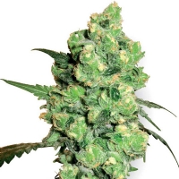 SUPER SKUNK Femminizzati White Label Sensi Seeds - 3 Semi