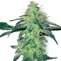 WHITE SKUNK Femminizzati White Label Sensi Seeds - 3 Semi