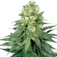 WHITE WIDOW Femminizzati White Label Sensi Seeds - 3 Semi